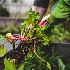 irrigation systems